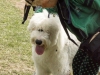 Canines-14