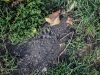 Mud