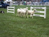 Sheep Herding-5