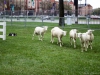 Sheep Herding-6